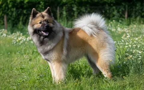 Un magnifique chien eurasier, au pelage épais et roux, se tient fièrement dans un champ verdoyant parsemé de petites fleurs blanches.