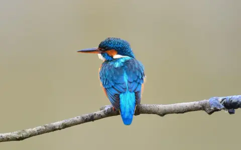 Un vibrante pájaro azul, un martín pescador, descansa en una rama en España. Sus plumas brillan con tonos de azul y naranja.
