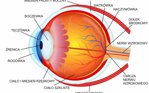Schemat oka z zaznaczonymi elementami: soczewka, tęczówka, źrenica, rogówka, ciało szkliste, nerw wzrokowy. Pokazuje mechanizm akomodacji oka.