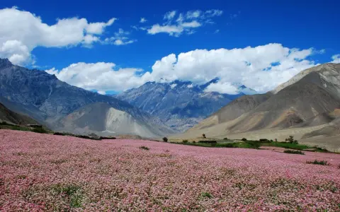 Kwiatowe pole przed majestatycznymi górami. Idealne miejsce na trekking w Nepalu.