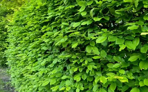 Gęsty, zielony żywopłot z grabu tworzy naturalną barierę, skrywając tajemnice ogrodu.