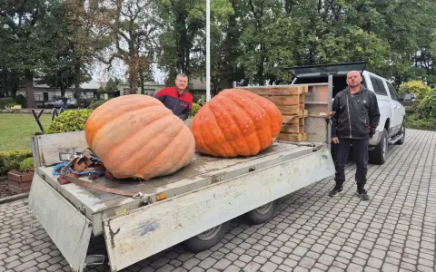 Dwóch mężczyzn pozuje obok dwóch gigantycznych dyń olbrzymich na przyczepie.