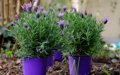 Yes, you can grow lavender in a pot! These vibrant purple pots hold lush lavender plants, showcasing their fragrant purple blooms and green foliage.