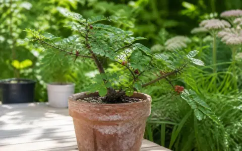 Un jeune poivrier du Sichuan en pot, avec ses petites baies rouges, se dresse sur une terrasse en bois, entouré de verdure luxuriante.