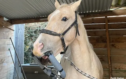 Un cheval à la robe claire, en plein examen dentaire. La question "dentiste cheval tous les combien" est essentielle pour son bien-être.