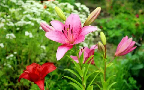 Un vibrante jardín con una flor lirio rosa en primer plano, salpicada de puntos oscuros. A su lado, un lirio rojo y capullos verdes.