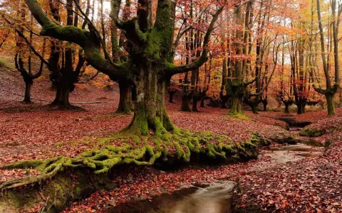 Raíces musgosas de árboles centenarios en bosques de España, cubiertos de hojas otoñales. Un arroyo serpentea entre la hojarasca.