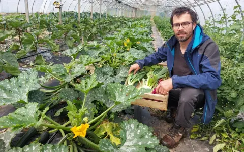 Un homme récolte des légumes dans une serre. Il montre comment organiser son potager avec des courgettes, des poireaux et des radis.