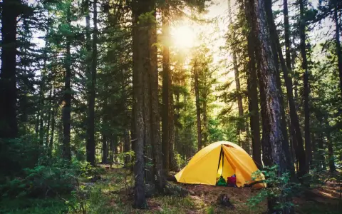 Gelbes Zelt im Wald, ein idyllischer Ort, der aber auch eine Strafe für Wildcampen bedeuten kann.