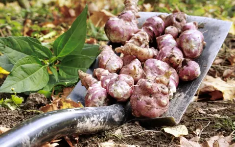 Une pelle remplie de légumes anciens tubercules, des topinambours fraîchement récoltés, prêts à être cuisinés.