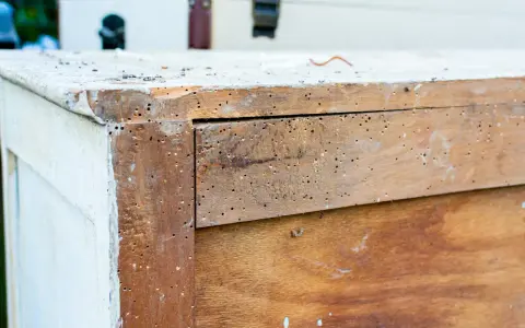 Un meuble en bois infesté par un insecte xylophage. Un traitement naturel est envisagé pour sauver ce meuble.