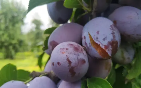 Kiedy sezon na śliwki węgierki? Sprawdź, aby nie przegapić!