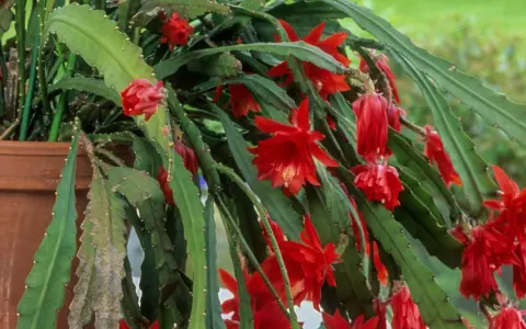 Planta de pluma de Santa Teresa en maceta, con flores rojas vibrantes. Cuidados para su exuberante crecimiento.