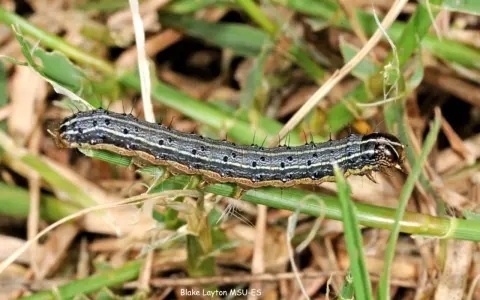 A striped armyworm caterpillar crawls on grass. These hungry larvae are what army worms turn into before becoming moths.