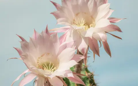 Två stora, ljusrosa blommande kaktusar mot en ljusblå himmel. En liten bi syns i en av blommorna.