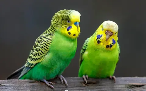 Due parrocchetti verdi e gialli, con macchie blu sulle guance, seduti su un ramo. Sembrano piccoli come un dente di leone.
