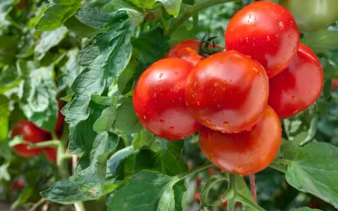 Gros plan sur un plan de tomate avec des fruits rouges brillants et des feuilles vertes.