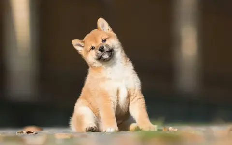 Urocze szczenię rasy shiba inu z hodowli, z zaciekawieniem przechyla główkę.