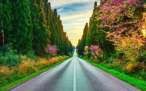 Viale dei Cipressi, un'icona di Bolgheri cosa vedere. La strada si perde tra alberi secolari e fioriture primaverili, un invito al viaggio.