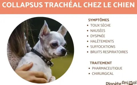 Chien souffrant de collapsus trachéal, avec symptômes et traitements listés. L'espérance de vie dépend de la prise en charge.