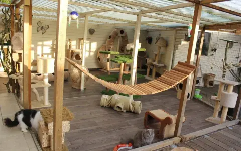 Un patio para gatos con hamaca, rascadores y túneles. Ideal para saber como cerrar un patio para gatos y que estén seguros y entretenidos.