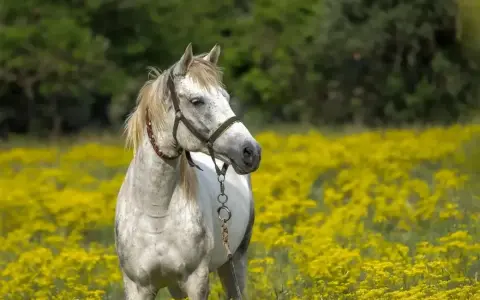 Cheval blanc dans un champ de fleurs jaunes, peut-être souffrant d'anémie.
