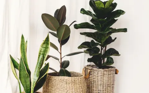 Trzy piękne kwiaty doniczkowe do domu: Fikus, Monstera i Sansewieria w wiklinowych osłonkach.