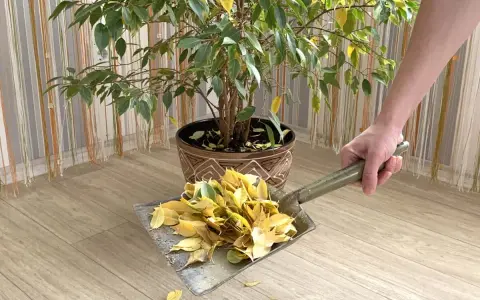 Un ficus perd ses feuilles, une pelle ramasse les feuilles tombées sur le sol en bois.