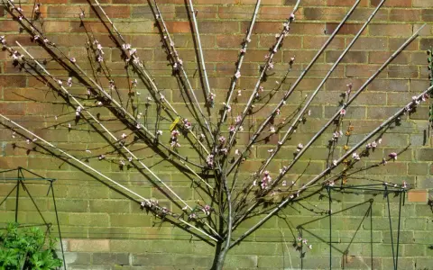 Ein junger Pfirsichbaum mit rosa Blüten, der an einem Spalier vor einer Ziegelwand wächst.