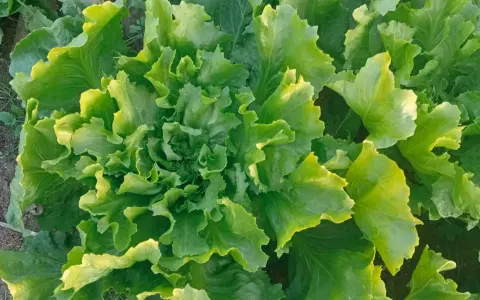 Lattughe fresche e rigogliose in un orto invernale, con foglie verdi e ondulate che catturano la luce.