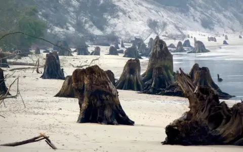 Zatopiony las na piaszczystej plaży, gdzie stoją samotne pnie drzew, tworząc surrealistyczny krajobraz.