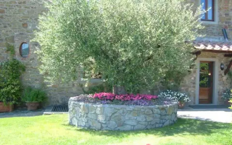 Un maestoso ulivo domina un giardino moderno, circondato da aiuole fiorite e un muretto in pietra.