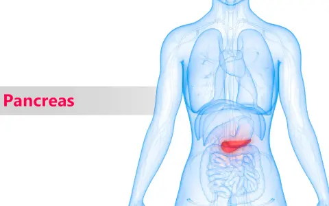 Illustrazione anatomica del corpo umano con il pancreas evidenziato in rosso. Scopri le importanti pancreas funzioni.