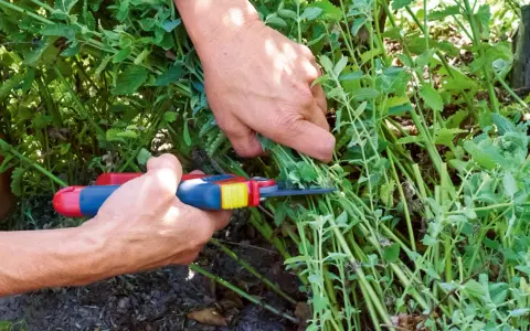 Hände schneiden mit einer Gartenschere einen Strauch Katzenminze. Die grünen Blätter und Stängel sind dicht und üppig.