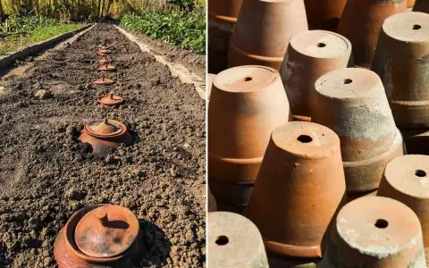 Ligne de pots en terre cuite enterrés dans le sol, prêts pour la plantation. À droite, une pile de pots en terre cuite.