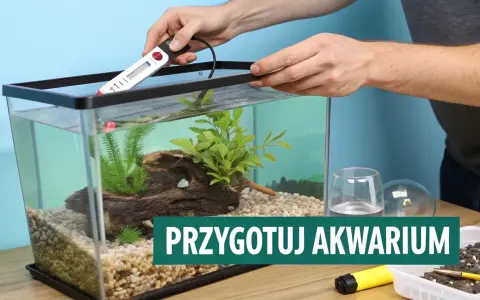 Akwarium dla gupików: Jaki rozmiar i sprzęt? Uniknij pomyłek!