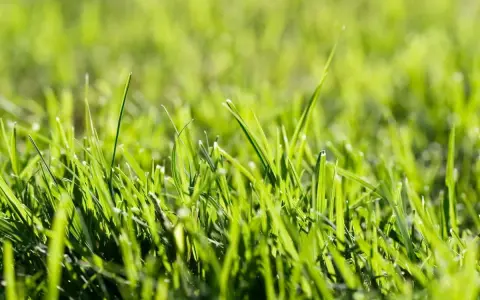 Close-up of vibrant green grass. A common question is: does borax kill grass? This image shows healthy blades, not the brown, dead patches borax can cause.