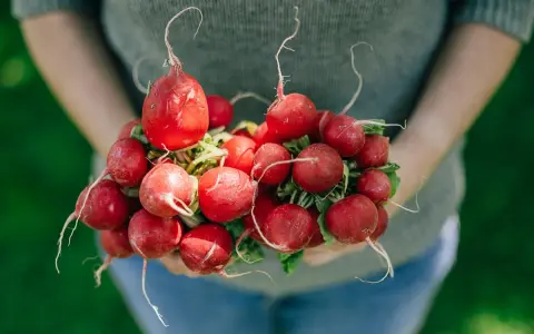 Frische, rote Radieschen, ein Symbol für gesunde Ernährung, werden von Händen gehalten.