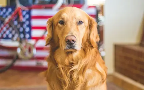 Golden retriever pies czy suka - jakie różnice mają obie płcie?