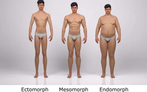 Trzy typy budowy sylwetki męskiej: ektomorfik (szczupły), mezomorfik (umięśniony) i endomorfik (zaokrąglony).