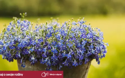 Kaskada drobnych, niebieskich kwiatów lobelii w donicy. Czy lobelia jest wieloletnia? Ta piękna roślina ozdobi Twój ogród.