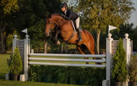 Cavalier et cheval brun en plein saut d'obstacles, une scène de hunter equitation.