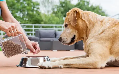 Un chien attend patiemment sa gamelle remplie de croquettes, signe d'un bon régime alimentaire.