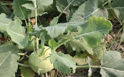 Nahaufnahme von Kohlrabi pflanzen im Feld. Die hellgrünen Knollen sind von großen, blattartigen Stielen umgeben.