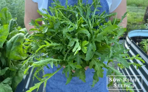 A person in a blue apron holds a large bunch of freshly harvested arugula, showcasing how to harvest this peppery green.