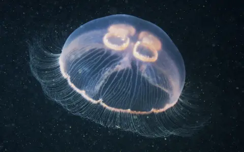 Una medusa trasparente fluttua nell'oscurità, con le sue delicate frange che si estendono. Sembra quasi che le meduse abbiano il cuore, con quelle forme rotonde al centro.