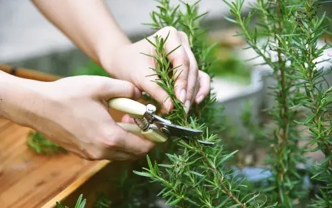 Mains coupant une branche de romarin avec des ciseaux. La récolte du romarin pour la cuisine ou les infusions.