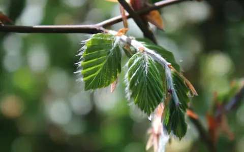 Nya, ludna blad på en gren, som visar hur buskar som trivs i skugga kan få vackra detaljer.
