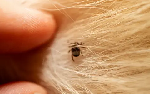 Gros plan d'un doigt prêt à enlever un tique sans pince, niché dans la fourrure dorée d'un animal.