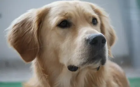 Portret golden retrievera. Jego sierść mieni się wspaniałymi, złotymi kolorami, od jasnego beżu po głęboki karmel.